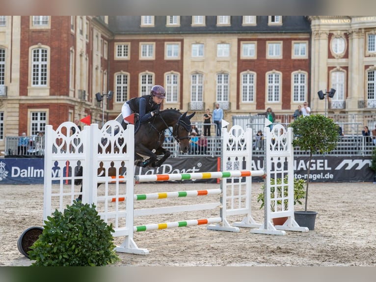 Duitse rijpony Merrie 11 Jaar 146 cm Bruin in Wickede