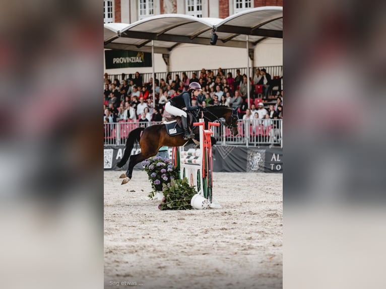 Duitse rijpony Merrie 11 Jaar 146 cm Bruin in Wickede