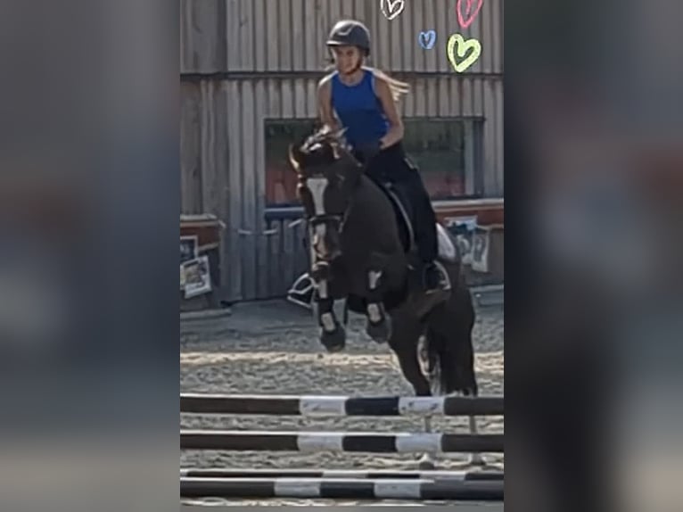 Duitse rijpony Merrie 11 Jaar 146 cm Donkere-vos in Bawinkel