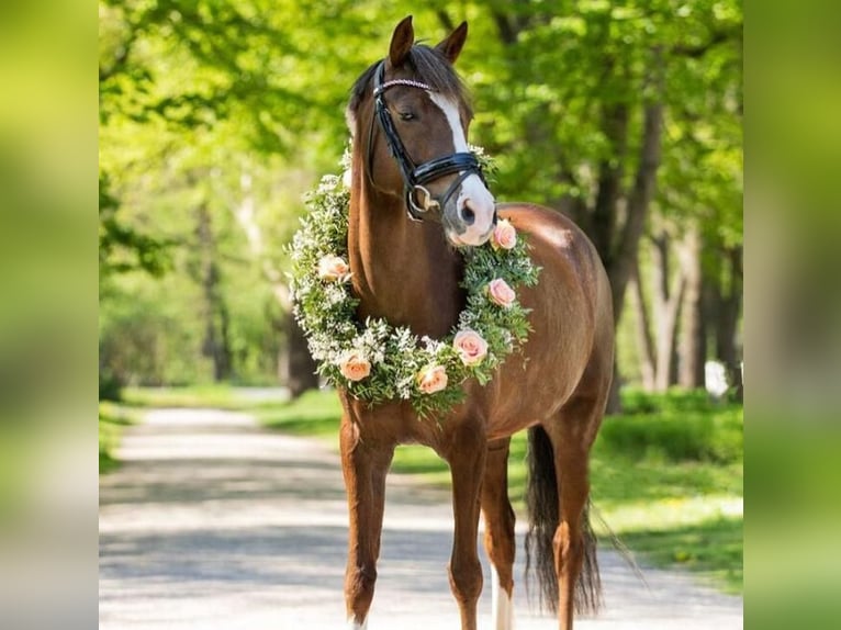 Duitse rijpony Merrie 11 Jaar 146 cm Donkere-vos in Bornheim