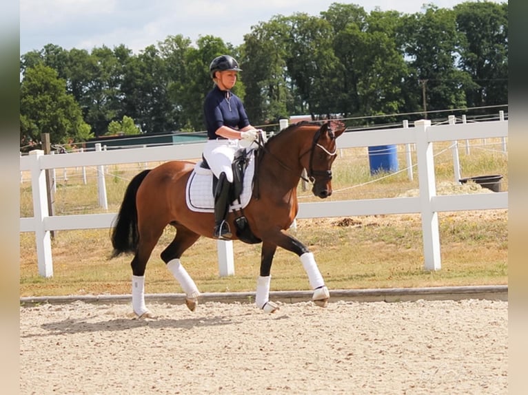 Duitse rijpony Merrie 11 Jaar 147 cm Bruin in Recke, bei Osnabrück