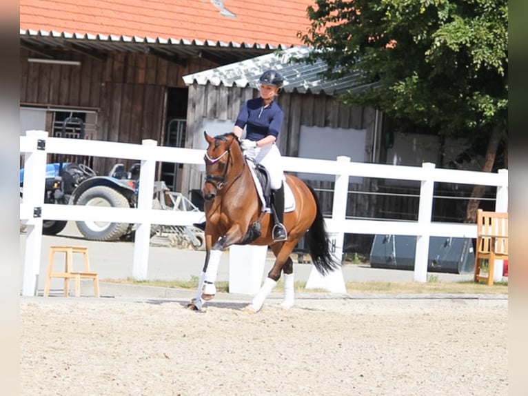 Duitse rijpony Merrie 11 Jaar 147 cm Bruin in Recke, bei Osnabrück