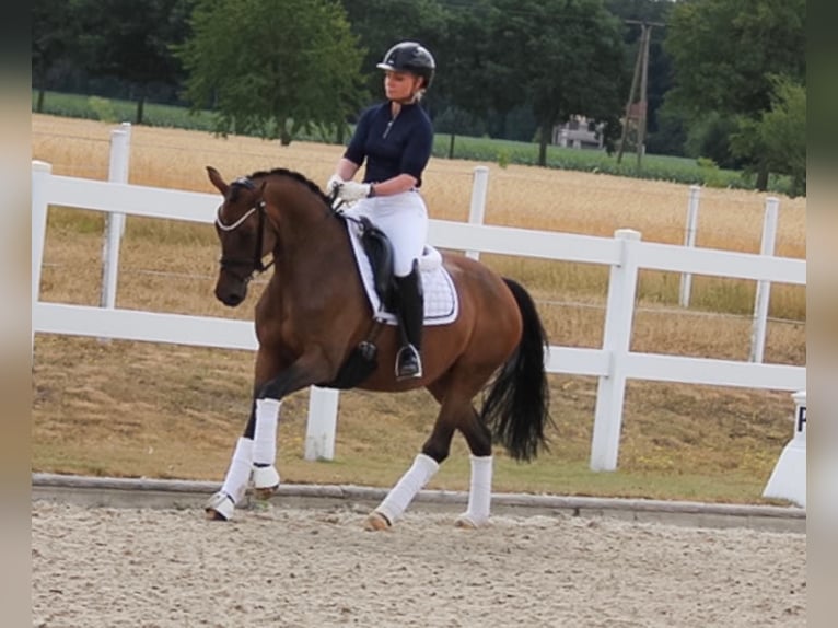 Duitse rijpony Merrie 11 Jaar 147 cm Bruin in Recke, bei Osnabrück