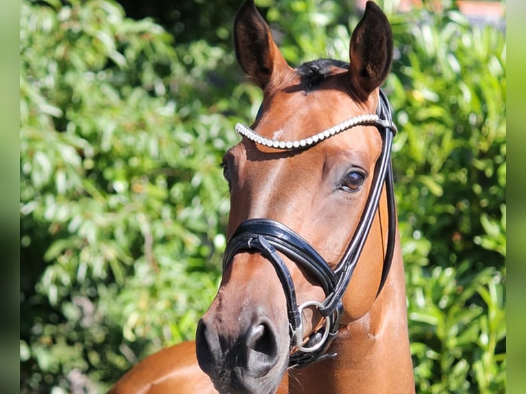 Duitse rijpony Merrie 11 Jaar 147 cm Bruin in Recke, bei Osnabrück