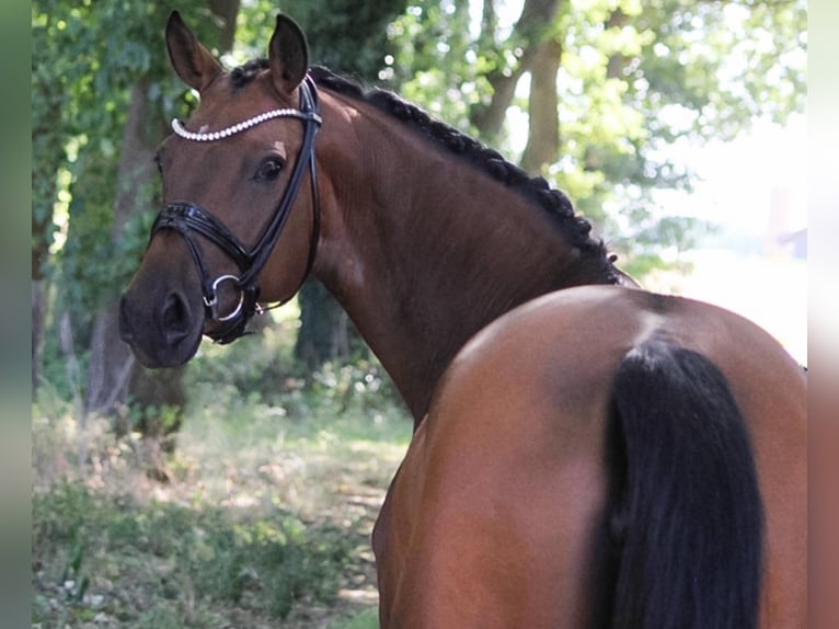 Duitse rijpony Merrie 11 Jaar 147 cm Bruin in Recke, bei Osnabrück