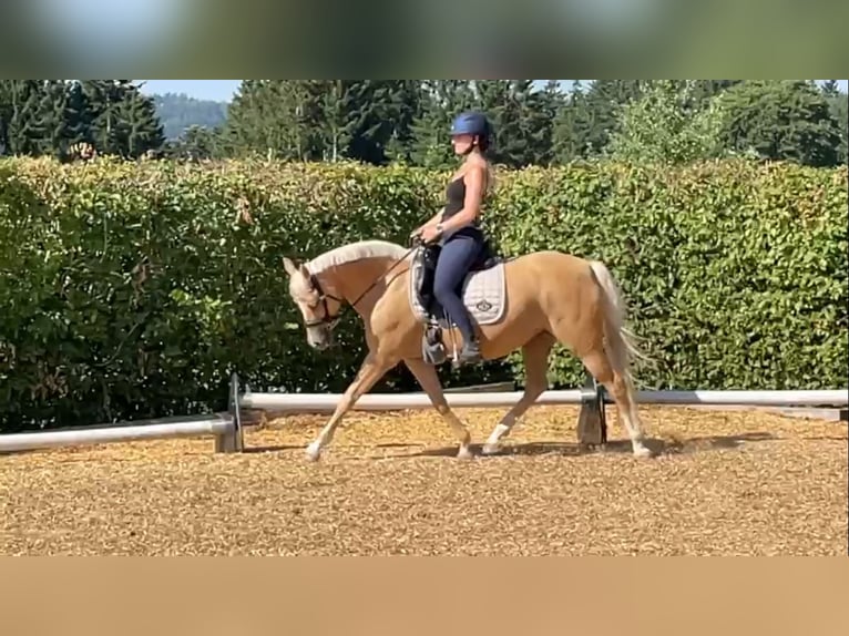 Duitse rijpony Merrie 11 Jaar 147 cm Palomino in Murrhardt
