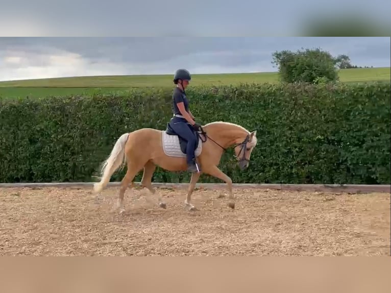 Duitse rijpony Merrie 11 Jaar 147 cm Palomino in Murrhardt