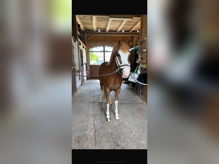 Duitse rijpony Merrie 11 Jaar 147 cm Vos in München
