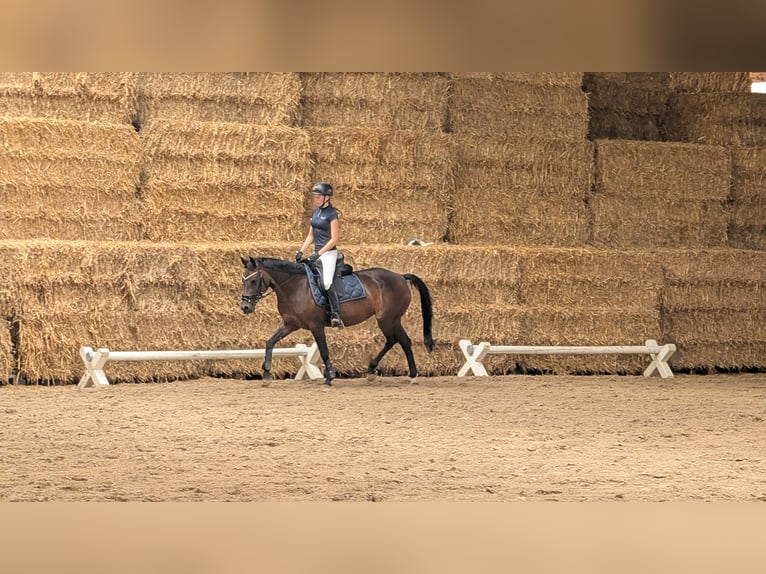Duitse rijpony Merrie 11 Jaar 148 cm Bruin in Bückeburg