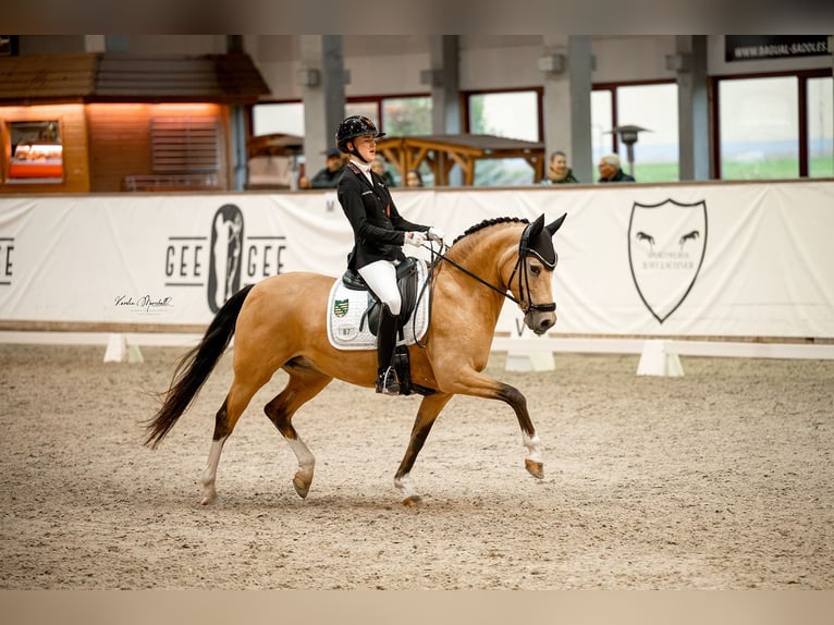 Duitse rijpony Merrie 11 Jaar 148 cm Buckskin in Taucha