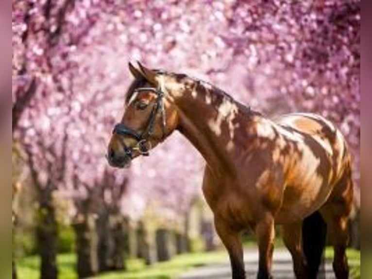 Duitse rijpony Merrie 11 Jaar 148 cm Donkerbruin in Trautskirchen