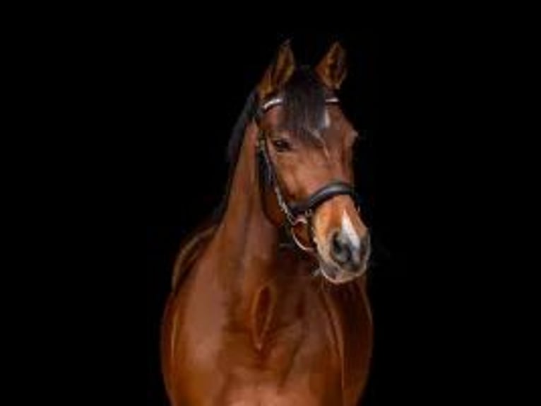 Duitse rijpony Merrie 11 Jaar 148 cm Donkerbruin in Trautskirchen