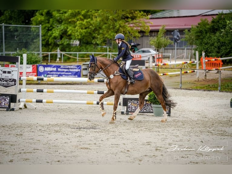 Duitse rijpony Merrie 11 Jaar 148 cm Donkere-vos in Stimpfach