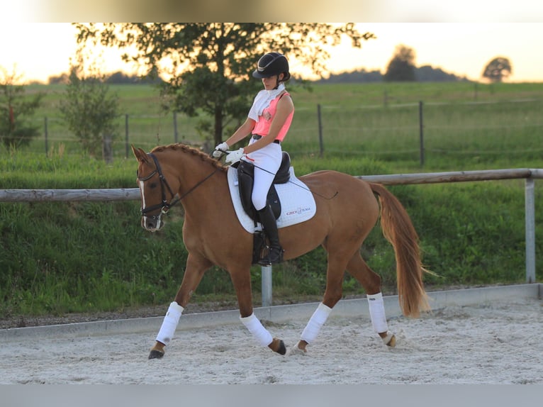 Duitse rijpony Merrie 11 Jaar 148 cm in Lanškroun