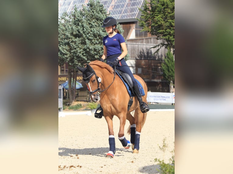 Duitse rijpony Merrie 11 Jaar 148 cm in Lanškroun