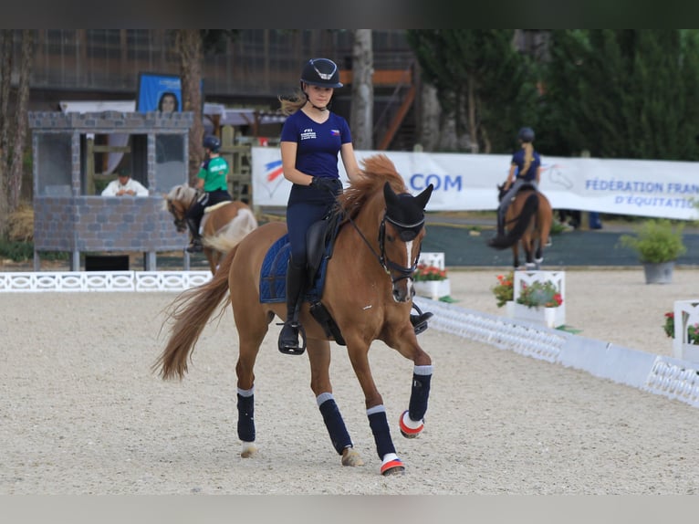 Duitse rijpony Merrie 11 Jaar 148 cm in Lanškroun