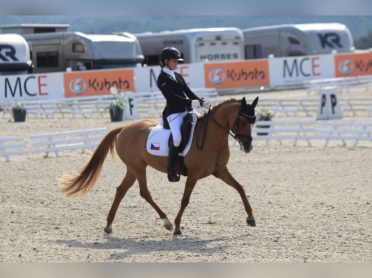 Duitse rijpony Merrie 11 Jaar 148 cm in Lanškroun