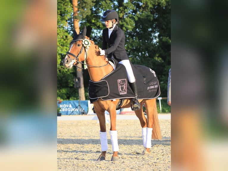 Duitse rijpony Merrie 11 Jaar 148 cm in Lanškroun