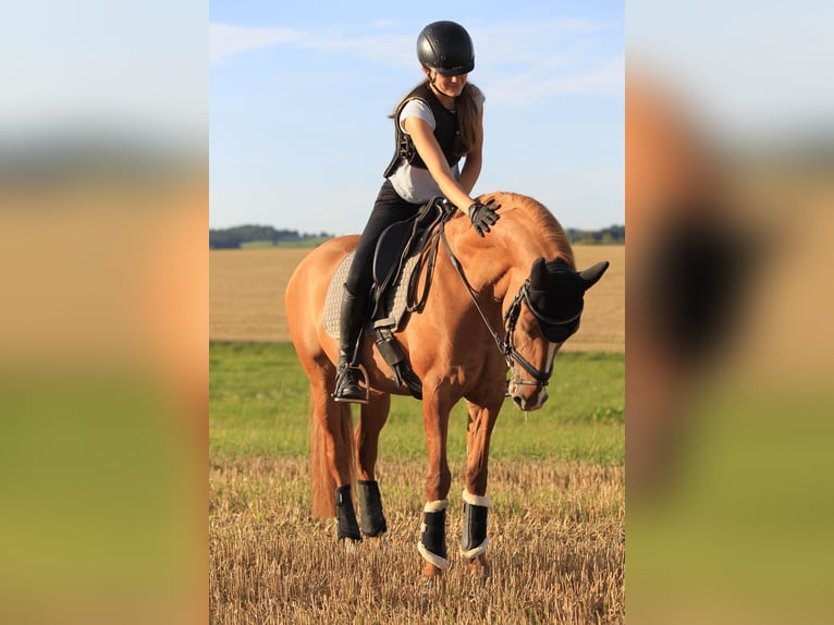 Duitse rijpony Merrie 11 Jaar 148 cm in Lanškroun