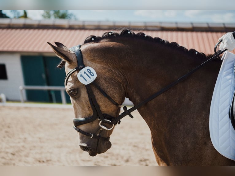 Duitse rijpony Merrie 11 Jaar 148 cm Falbe in Brieselang