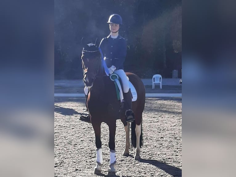 Duitse rijpony Merrie 11 Jaar 148 cm Gevlekt-paard in Wickede
