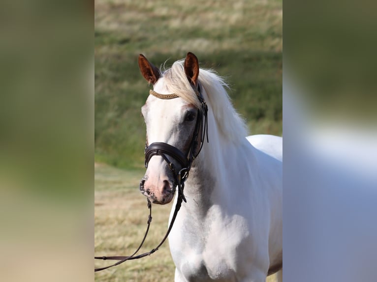 Duitse rijpony Merrie 11 Jaar 148 cm Schimmel in Artern