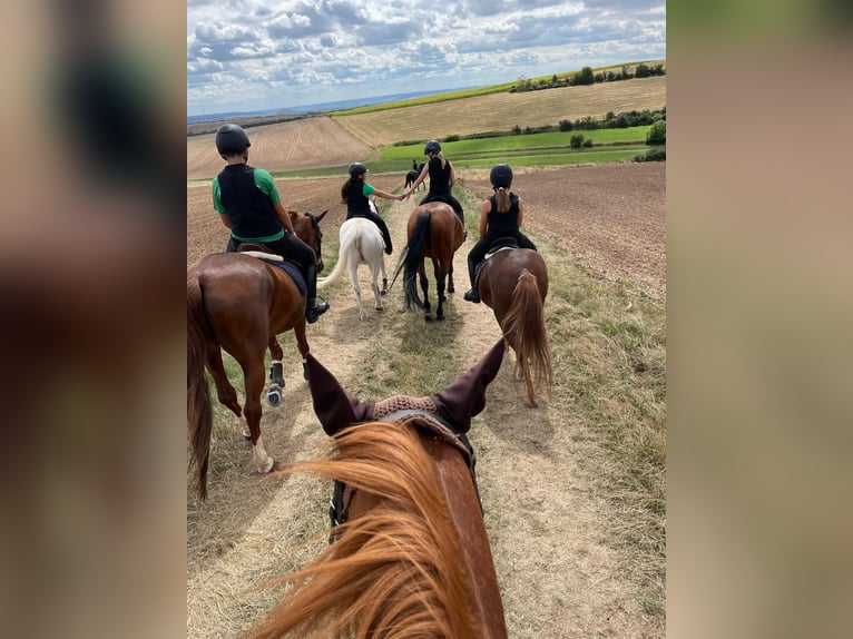 Duitse rijpony Merrie 11 Jaar 148 cm Schimmel in Artern