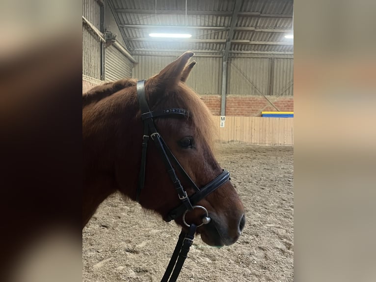 Duitse rijpony Mix Merrie 11 Jaar 148 cm Vos in Birgel