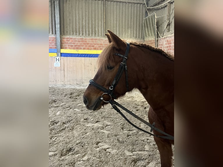 Duitse rijpony Mix Merrie 11 Jaar 148 cm Vos in Birgel