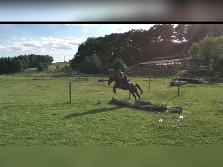 Duitse rijpony Mix Merrie 11 Jaar 149 cm Bruin in Schw&#xE4;bisch Hall