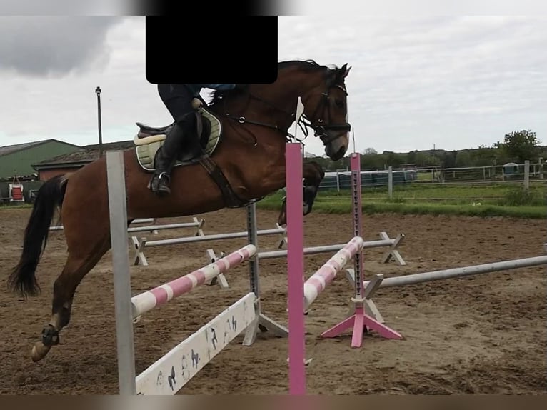 Duitse rijpony Merrie 11 Jaar 149 cm  in Ellerdorf