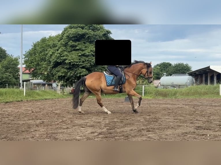 Duitse rijpony Merrie 11 Jaar 149 cm  in Nortorf
