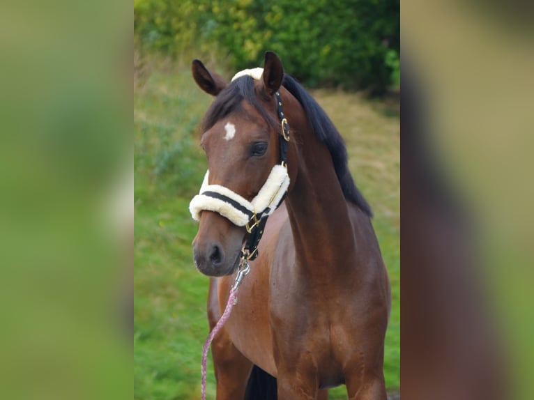 Duitse rijpony Merrie 11 Jaar 150 cm Bruin in Fürstenau