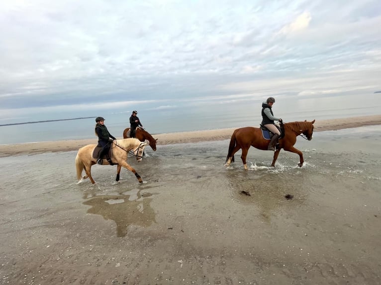 Duitse rijpony Merrie 11 Jaar 150 cm Palomino in Tiddische