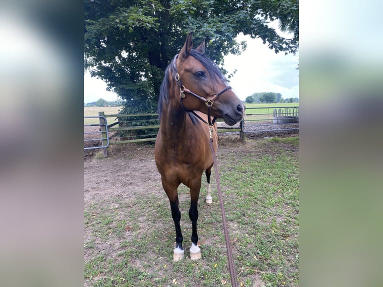 Duitse rijpony Merrie 11 Jaar 152 cm Bruin in Köln