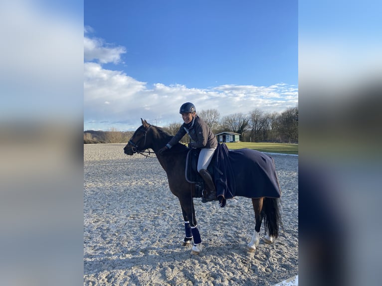 Duitse rijpony Merrie 11 Jaar 152 cm Bruin in Köln