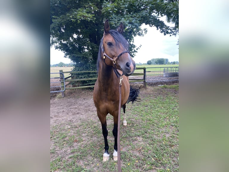 Duitse rijpony Merrie 11 Jaar 152 cm Bruin in Köln