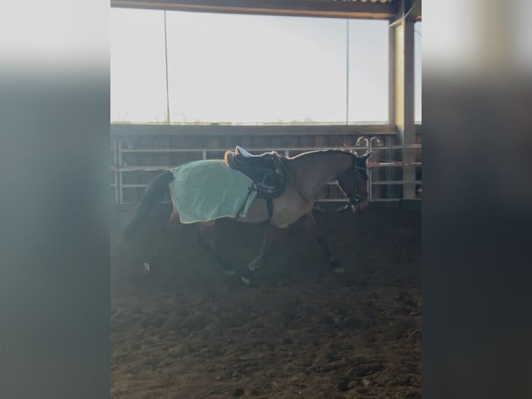 Duitse rijpony Merrie 11 Jaar 152 cm Bruin in Zernitz- Lohm