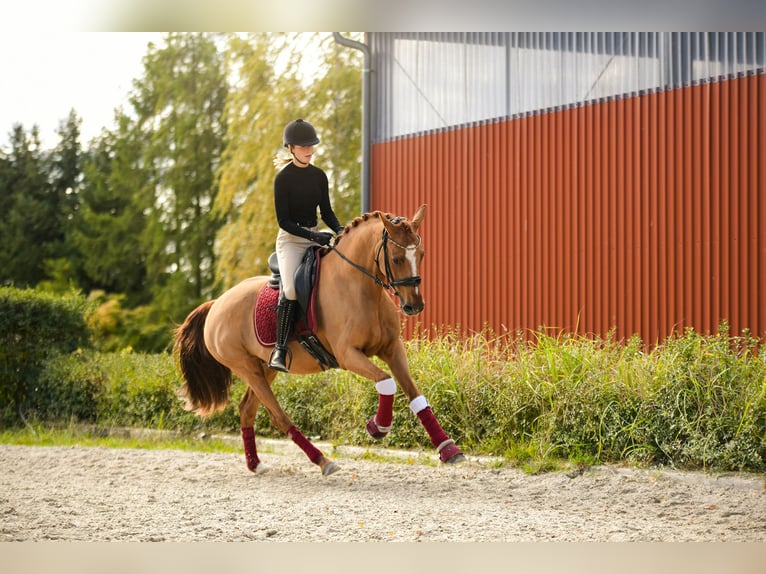 Duitse rijpony Merrie 11 Jaar 153 cm Vos in Kicin