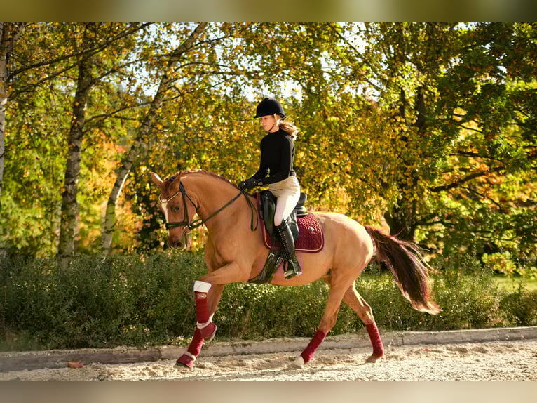 Duitse rijpony Merrie 11 Jaar 153 cm Vos in Kicin