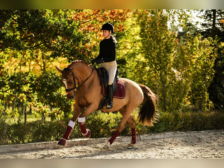Duitse rijpony Merrie 11 Jaar 153 cm Vos in Kicin