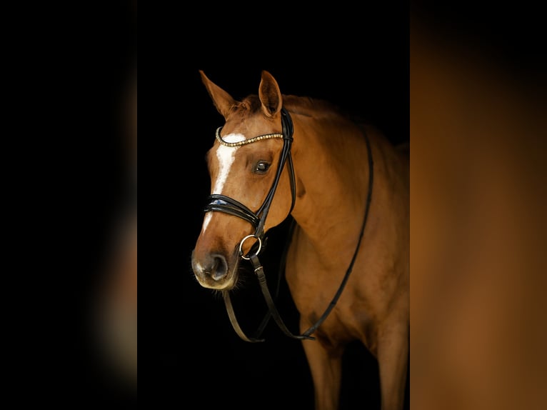 Duitse rijpony Merrie 11 Jaar 153 cm Vos in Kicin