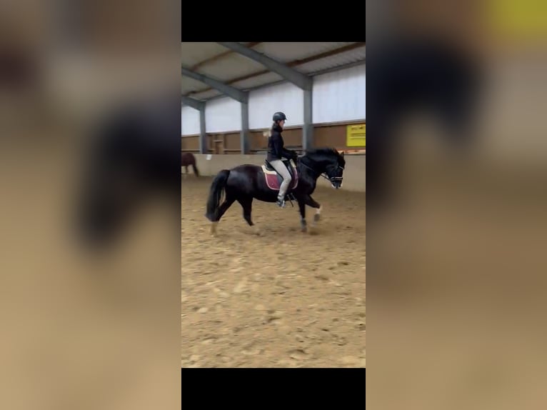 Duitse rijpony Merrie 11 Jaar 153 cm Zwart in Schwarme
