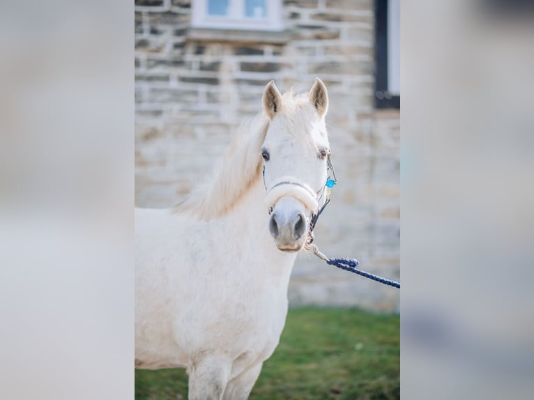 Duitse rijpony Merrie 12 Jaar 130 cm Schimmel in Eslohe