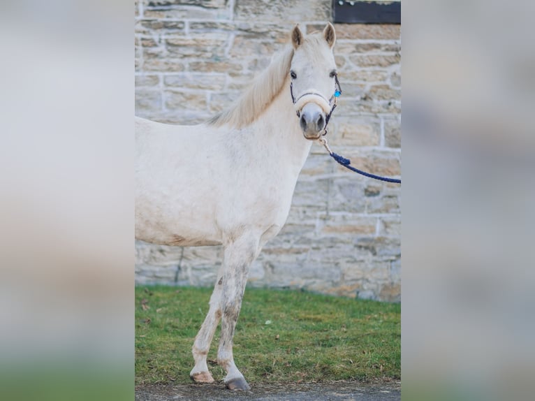 Duitse rijpony Merrie 12 Jaar 130 cm Schimmel in Eslohe