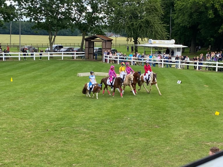 Duitse rijpony Merrie 12 Jaar 134 cm Vos in Ostbevern