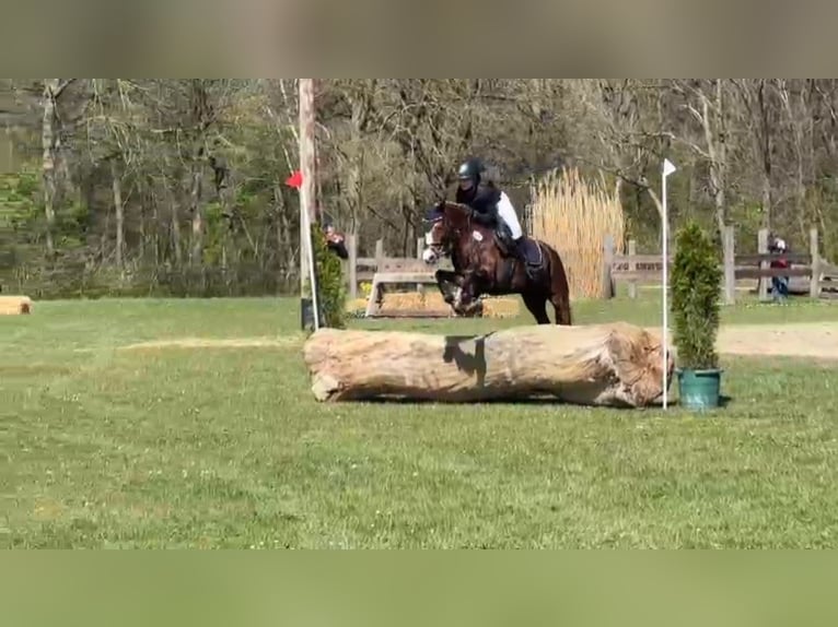 Duitse rijpony Merrie 12 Jaar 134 cm Vos in Ostbevern