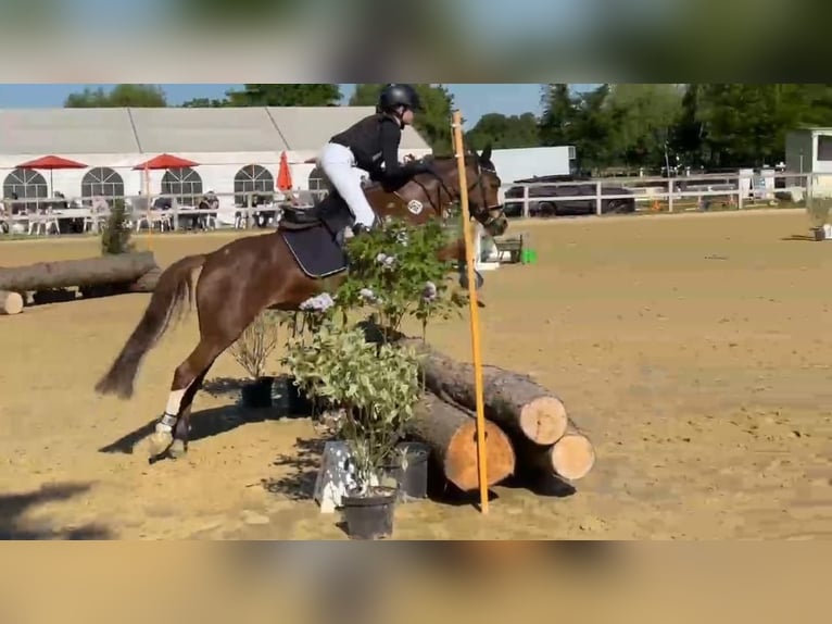 Duitse rijpony Merrie 12 Jaar 134 cm Vos in Ostbevern