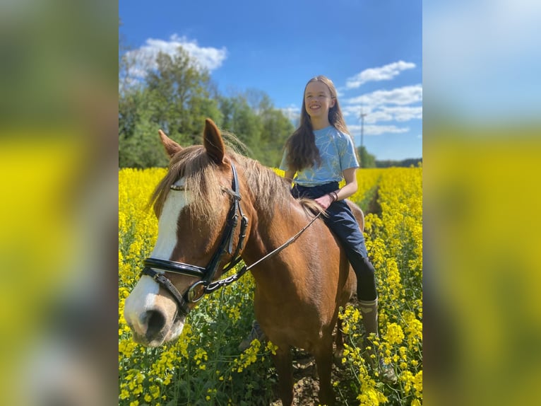 Duitse rijpony Merrie 12 Jaar 134 cm Vos in Ostbevern