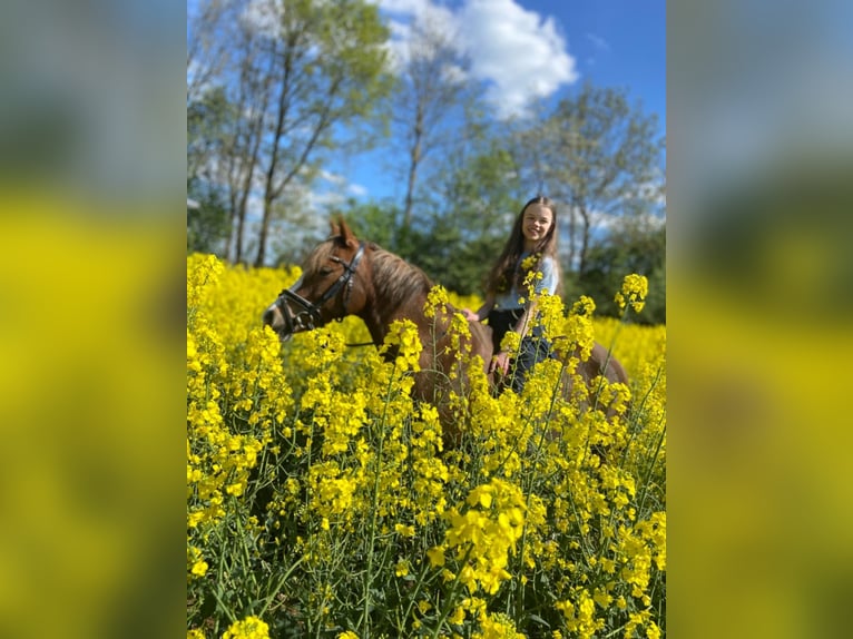 Duitse rijpony Merrie 12 Jaar 134 cm Vos in Ostbevern